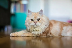 The Catnip Times Blog