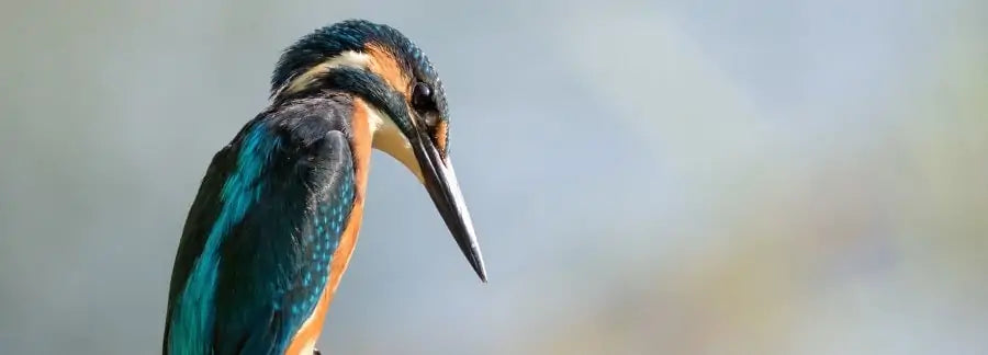 Best Birding 2022