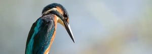 Best Birding 2022