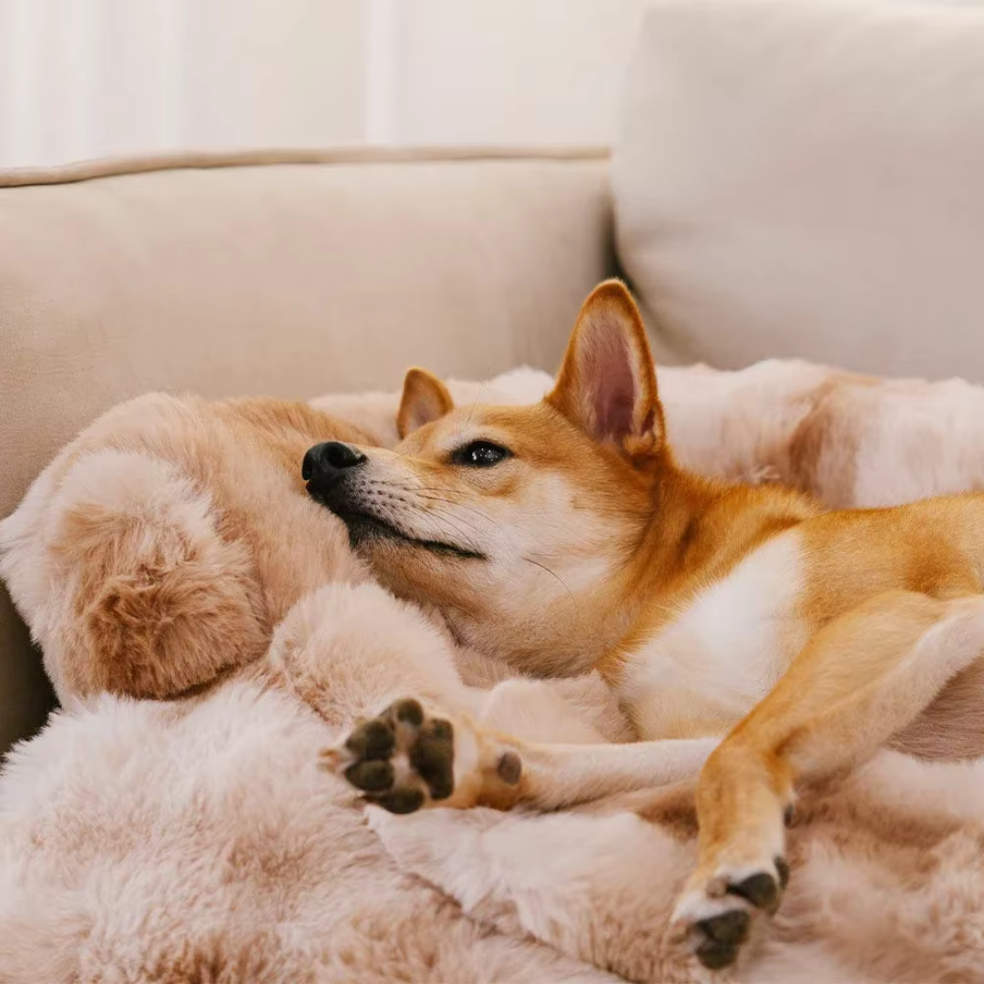 Orthopedic Waterproof and Washable Dog Couch